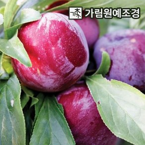 대왕자두나무 R4/R5cm결실주 나무 묘목 석류나무 가림원예조경, R5cm 분묘, 1개