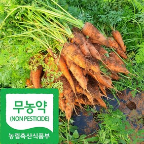 산지직송 국내산 무농약 햇 흙 당근, 1박스, 2kg