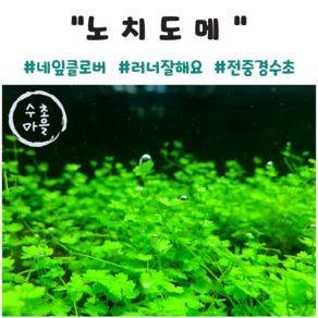 <수초마을> 물 속 네잎클로버 노치도메 5줄기 초보수초 전경 중경 수초 구피 새우 은신처, 1개