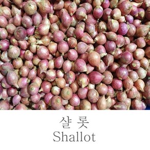 [제이&제이] 샬롯 (Shallot) 미니양파 베트남산