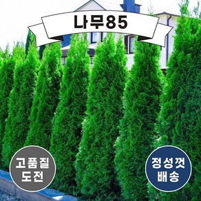 (나무85) 에메랄드그린 4치 포트