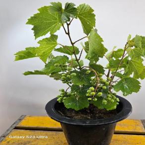 머루포도(중품) 열매가 주렁주렁 열리는 아이에요 높이 30~50cm, 1개