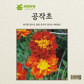 아람종묘 엉겅퀴씨앗 100립, 1개