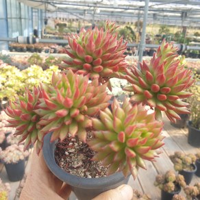 [수암다육] 올리브 랜덤발송 Echeveria 'Spruce Oliver' 랜덤발송 다육 다육이 다육식물 271 스프루스 올리버 홍휘전