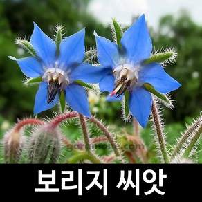 보리지 씨앗 허브씨앗 허브씨 향신료 종자 씨 100알, 1개