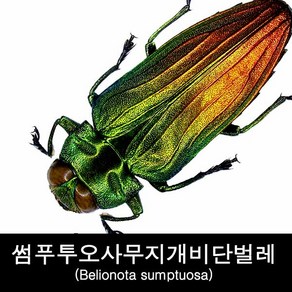 섬푸투오사무지개비단벌레표본