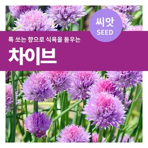 마이플랜트 차이브 씨앗 400립(1g), 1개