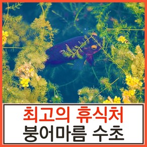 수초하우스) 붕어마름(급성장종), 5개