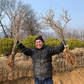 구기자나무 묘목 4년생 결실주