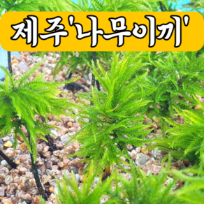 나무이끼 5촉 생이끼 테라리움 비바리움 팔루다리움 moss 제주