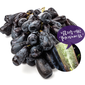 [귀족] 미국산 직수입 프리미엄 블랙사파이어 포도, 1개, 맛보기 패키지! 블랙사파이어 포도 1kg