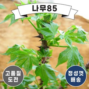 (나무85) 민엄나무 묘목, 민엄나무 근삽1년, 1개