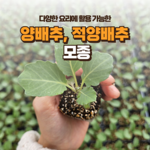 [양배추 모종] 정프러그 양배추 적양배추 모종, 양배추, 72개