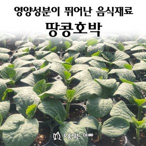 [모종심는아빠] 영양성분이 뛰어나 여러음식에 사용되는 땅콩호박 모종, 모종5개, 1개