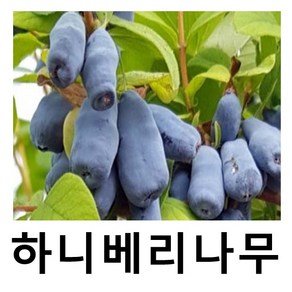 하니베리나무 묘목 하니비 댕댕이나무 삽목2년 포트묘, 1개