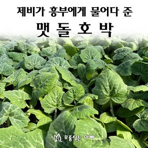 [모종심는아빠] 제비가 흥부에게 물어다 준 맷돌호박, 모종10개, 1개