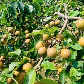 자연산 돌배 토종 산돌배 생 열매 야생 약배 10kg 1개