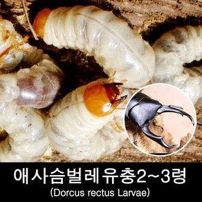 애사슴벌레애벌레2~3령/Dorcus rectus(경남산지)