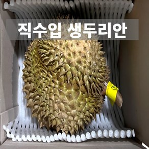 금메달농수산 태국 직수입 프리미엄 생두리안, 1개, 2.5kg~3kg내외 (1~2과)