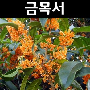 금목서 나무 묘목 H1.0m 분묘 1개/정원수 조경수 남부수종, 1개