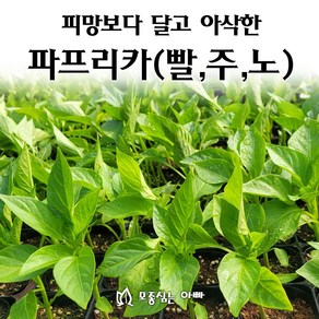 [모종심는아빠] 피망보다 달고 아삭한 파프리카모종, 3개, 빨강