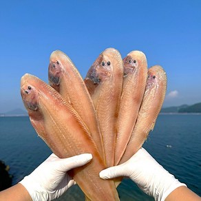 군산 반건조 박대 서대 말린생선 진공 개별포장 36cm이상 소/중/대/특대/왕특대