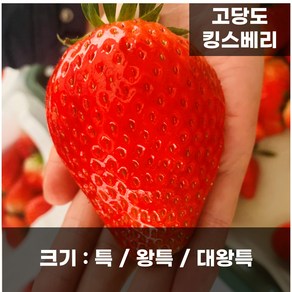 딸기의여왕 킹스베리 특/왕특/대왕특, 1개, 왕특 1kg(16-22과) 500g*2팩