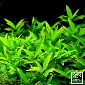 PRFISH 후경수초 라지 하이그로필라, 3촉, 1개