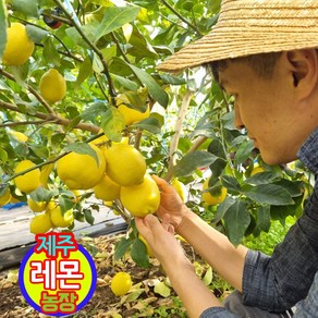 (현재판매중)국산 청정 제주 레몬 농장 산지직송, 1박스, 제주 레몬 3kg 혼합과