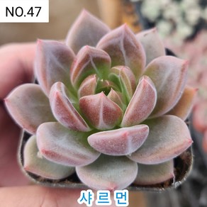 다육식물- 희귀 다육 100가지 모아보기, [NO. 47] 5.5cm 포트, 1개