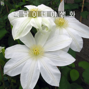 큰꽃 으아리 [2포트 복남이네야생화 모종 토종식물 덩굴식물 클레마티스 clematis]