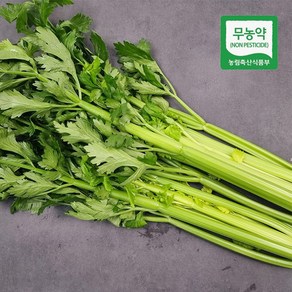 셀러리 무농약 샐러리 산지직송 친환경, 1개