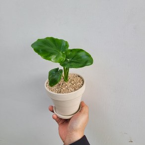 호프셀렘 밀크화이트 토분 높이10.5cm 지름11cm, 1개