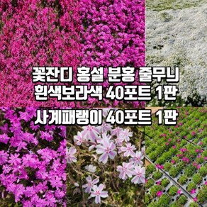 꽃잔디 홍설 분홍 무늬 흰색 에메랄드 사계패랭이 40포트묘, 흰색 40포트 1판, 1세트