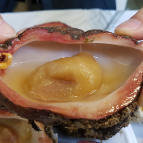 [산지직송] 남해안 통영 거제 자연산 돌멍게, 2개, 1kg