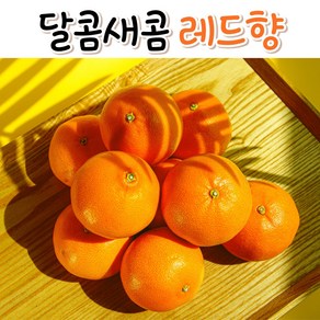 [행사특판] 누리상회 상큼달콤한 한입의 제주 프리미엄 레드향 3kg, 1박스, [레드향]가정용 중소 1kg