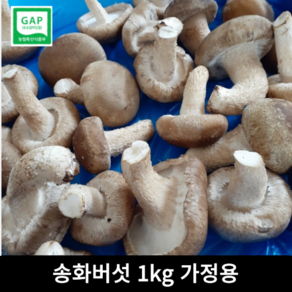 [산지직송] 송화버섯 1KG 무농약 가정용 식당용 송화 송화고 송향 버섯 솔송화 고기식감 착한송이 항암효과 면역력향상 캠핑 반찬