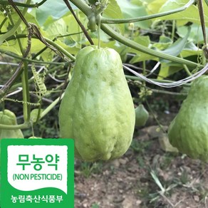 산지직송 국내산 친환경 차요테 차요태, 1박스, 1kg