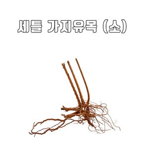 수아쿠아 자연 가지유목 랜덤발송