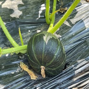 [농부의계절] 제주 제철 미니 단호박 밤호박 보우짱 로얄과 혼합과, 1개, 못난이혼합과 1kg