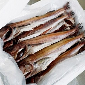 [꽉찬시장] 속초 반건조 코다리 대사이즈(45cm내외) 10미 명태코다리 손질 깔끔코다리 말린생선 동태