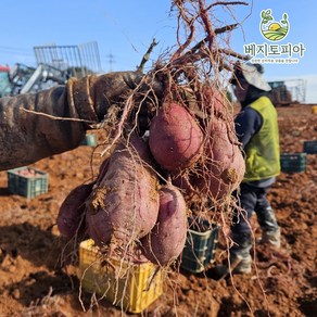 베지토피아 해남 꿀고구마 베니하루카 3kg 5kg 10kg 베지토피아, 1박스