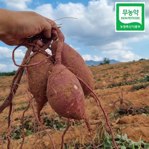 24년 햇밤고구마 햇고구마 퍽퍽한밤고구마 꿀고구마, 베니하루카고구마, 중상, 2kg, 1개