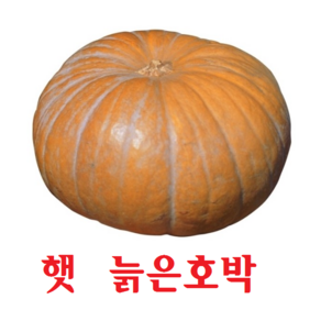 (2024년 첫수확) 햇 늙은호박 노란호박 맷돌호박 4kg~8kg