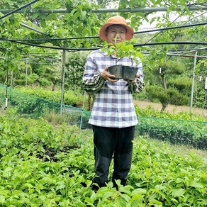다래나무묘목 2년생 5치포트 3년생 6치포트 토종다래묘목, 1개
