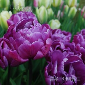 튤립(Tulip) 추식 구근 겹툴립 블루다이아몬드(1set-5구) 금강원예