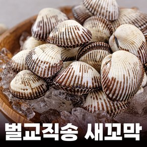 푸마담 벌교 새꼬막 산지직송 (대 사이즈), 1kg, 1개