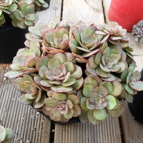 [수암다육] 수연 랜덤발송 Echeveria 'Suyon' 다육 다육이 다육식물 국민다육 다육이키우기 선인장 플랜테리어 미니선인장