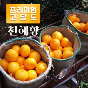 제주 천혜향 고당도 2kg 3kg 프리미엄 선물세트, 1개, 5kg가정용(중소)