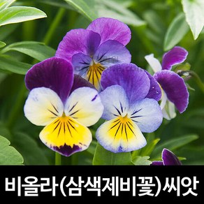 삼색 제비꽃 씨앗 비올라 씨앗 팬지 꽃씨 종자 300알